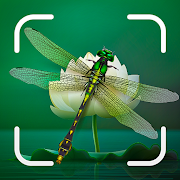 Insect Spider & Bug identifier